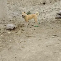 ماده پاکوتاه