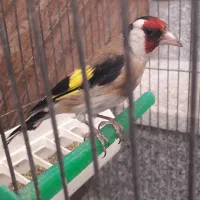 سهره|پرنده|فسا, |دیوار