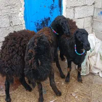 بره نر|حیوانات مزرعه|اردبیل, |دیوار