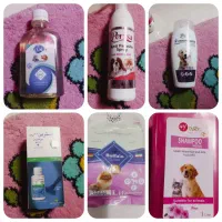 سگ شیتزو نر|سگ|ماهدشت, |دیوار