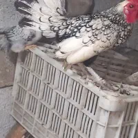 یکجفت سیبیرایت با دوتا جوجه یکماهه