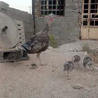 بوقلمون همراه جوجه