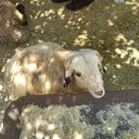 گوسفند زنده ارگانیک م فشن