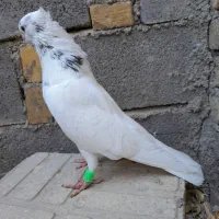 ۳ تا کبوتر سیاتی کرز و سمن