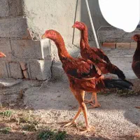 جوجه لاری