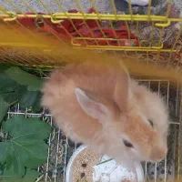 خرگوش لوپ|موش و خرگوش|ارومیه, |دیوار