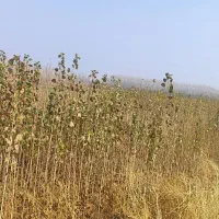 نهال صنوبر|گل و گیاه طبیعی|میاندوآب, |دیوار