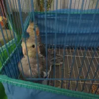 عروس سخن گو