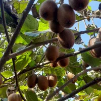 کیوی|عمده‌فروشی|آستانه اشرفیه, |دیوار