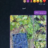 انگور دیمی|خوردنی و آشامیدنی|تهران, ترمینال غرب|دیوار