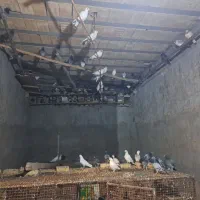 کفتر پرشی زاجر