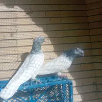 جفت کله سبز شیویدیبه شرط