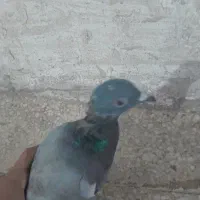 گمشده
