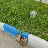 فروش درخت مرکبات