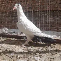 فروش یک جفت دم سیاه