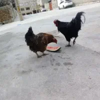 مرغ و خروس کردی