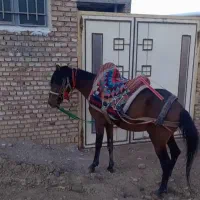 اسب یورقه فروش فوری