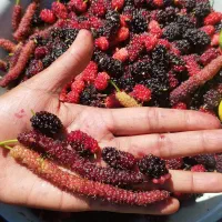 نهالستان سینا(تولید کننده نهال استوایی و گرمسیری)|گل و گیاه طبیعی|میناب, |دیوار