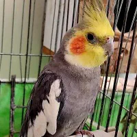 عروس‌هلندی