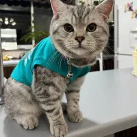 گربه ی اسکاتیش نر