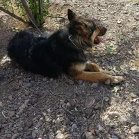 ماده ژرمن باهوش قیمت مفت زدم