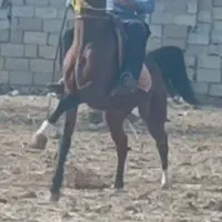 نریان سن ۴به ۵|اسب و تجهیزات اسب‌سواری|مهاباد (آذربایجان غربی), |دیوار