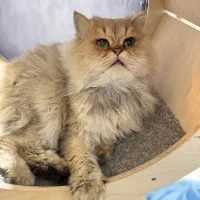 گربه بریتیش/لانگ هیر