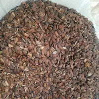 تخمه فندقی 80کیلو است وتخمه دانه بلند ژاپنی|خوردنی و آشامیدنی|تربت جام, شهید مدرس|دیوار