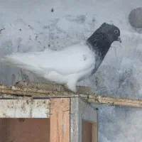 نرکله سبز قورقوری