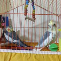 واگذاری  عروس|پرنده|اهواز, ۲۰۰۰واحدی|دیوار