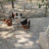 مرغ و خروس فروشی