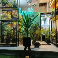 باکس گل طبیعی نازلترین قیمت|گل و گیاه طبیعی|آباده, |دیوار