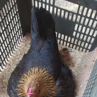 تخم نطفه دار مرغ گلین لری