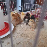 جوجه مرغ محلی