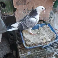 پشت سنگی جوجه