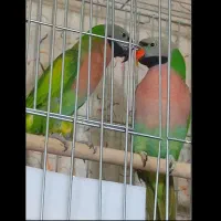 طوطی دربیان سینه صورتی جفت مولد خاص ترین