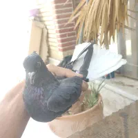 کفتر|پرنده|شیراز, اکبر آباد|دیوار