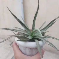 گل کاکتوس|گل و گیاه طبیعی|محمدیه-قزوین, |دیوار