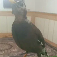 فروش مرغ مینا فنچ نرگسی جوجه عروس هلندی ج کوتوله|پرنده|میرجاوه, |دیوار