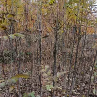 فروش نهال گردوی زود بار ده|خدمات باغبانی و درختکاری|مرند, |دیوار