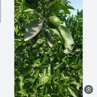 پرتقال تامسون