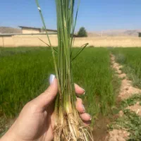 کارشناس برنامه کوددهی باغ و زمین کشاورزی|خدمات باغبانی و درختکاری|اصفهان, سرچشمه|دیوار