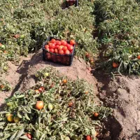 گوجه درجه یک ترش