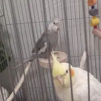 عروس هلندی وایت فیس