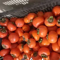 خرمالو خوشمزه|خوردنی و آشامیدنی|هشتگرد, هشتگرد قدیم|دیوار