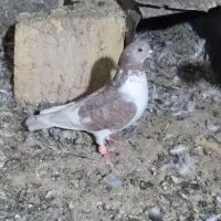 سینه کاکلی نر|پرنده|مشهد, نیزه|دیوار