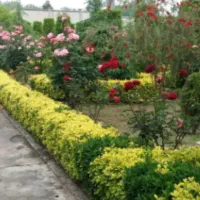 سم پاشی منزل باغبانی هرس نظافت اچارفرانس|خدمات نظافت|رشت, استقامت ۱|دیوار