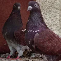 کبوتر پرشی بشرط و تضمین|پرنده|رشت, خرسندی|دیوار