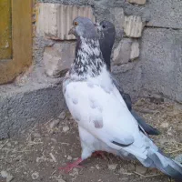 فروش کبوتر جوان به قیمت مناسب جفتی ۶۰۰هزار