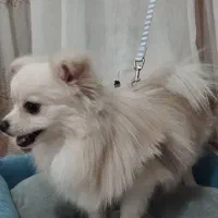 سگ پامرانین خرسی ریز قیمت فقط 11نیم سرخس|سگ|مشهد, بهارستان|دیوار